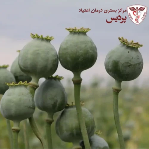 علائم ترک اعتیاد به تریاک